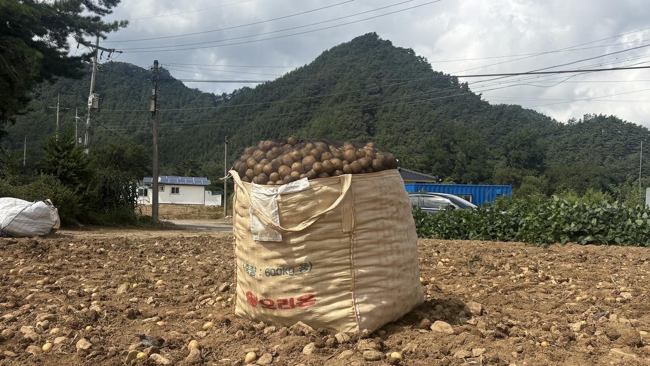 A 600-kilogram sack of freshly harvested potatoes sits in the field after the day's harvest. (Park Yeon-su)