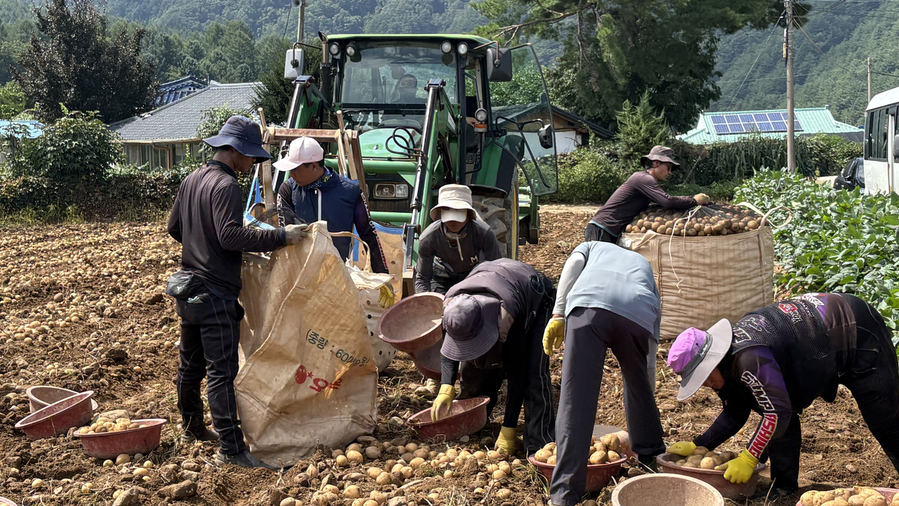 Workers fill an Orion potato sack — which holds around 600 kilograms — with freshly harvested potatoes at farmer Choi Seung-wan's field in Jeongseon-gun, Gangwon Province, on Thursday afternoon. (Park Yeon-su)