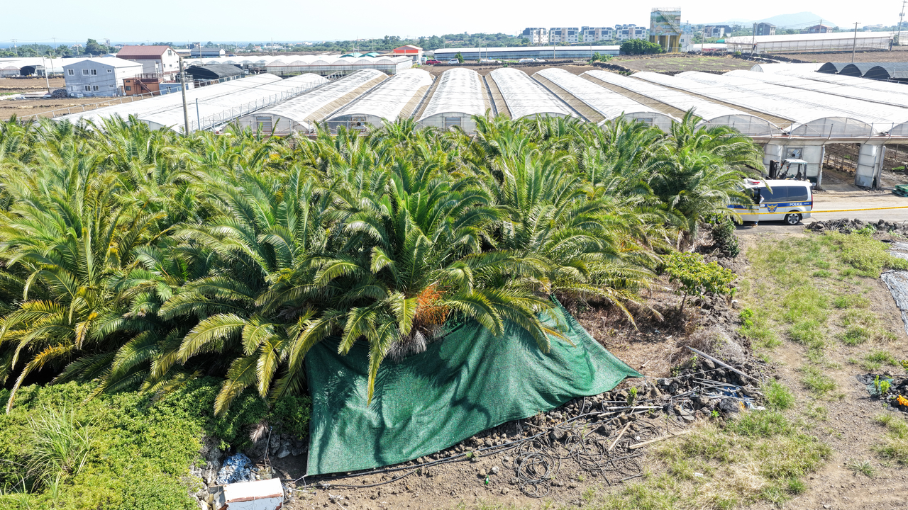 A tarp on Wednesday covers the site in Jeju where 37-year-old missing woman Jang Mi-ran's body was discovered. (Yonhap)