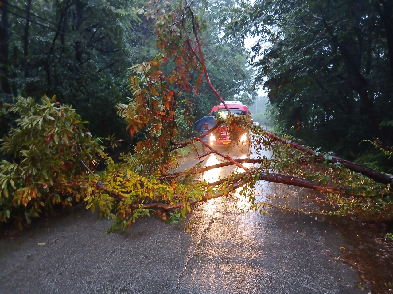 A fallen tree blocks a road in Jeonju, North Jeolla Province, Monday morning. (Jeonbuk Fire Headquarters-Yonhap)