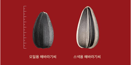 [미국 해바라기 협회 제공]