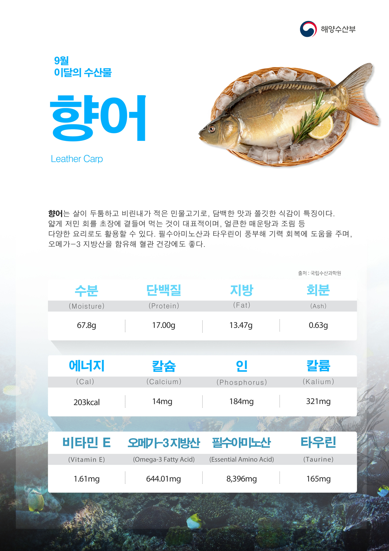 Nutritional breakdown of Israeli carp, named the seafood of the month for September. [Ministry of Oceans and Fisheries]