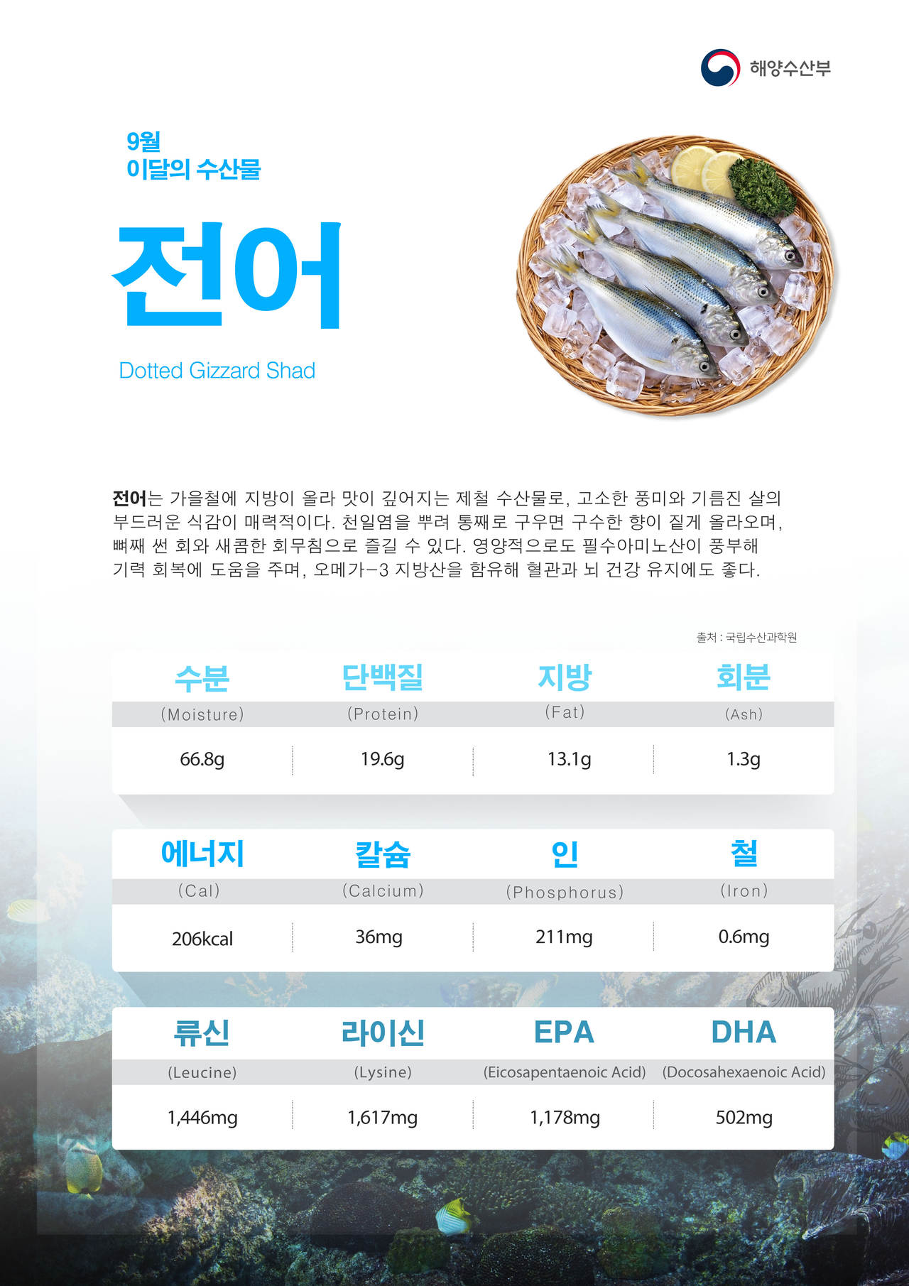 Nutritional breakdown of gizzard shad, named the seafood of the month for September. [Ministry of Oceans and Fisheries]