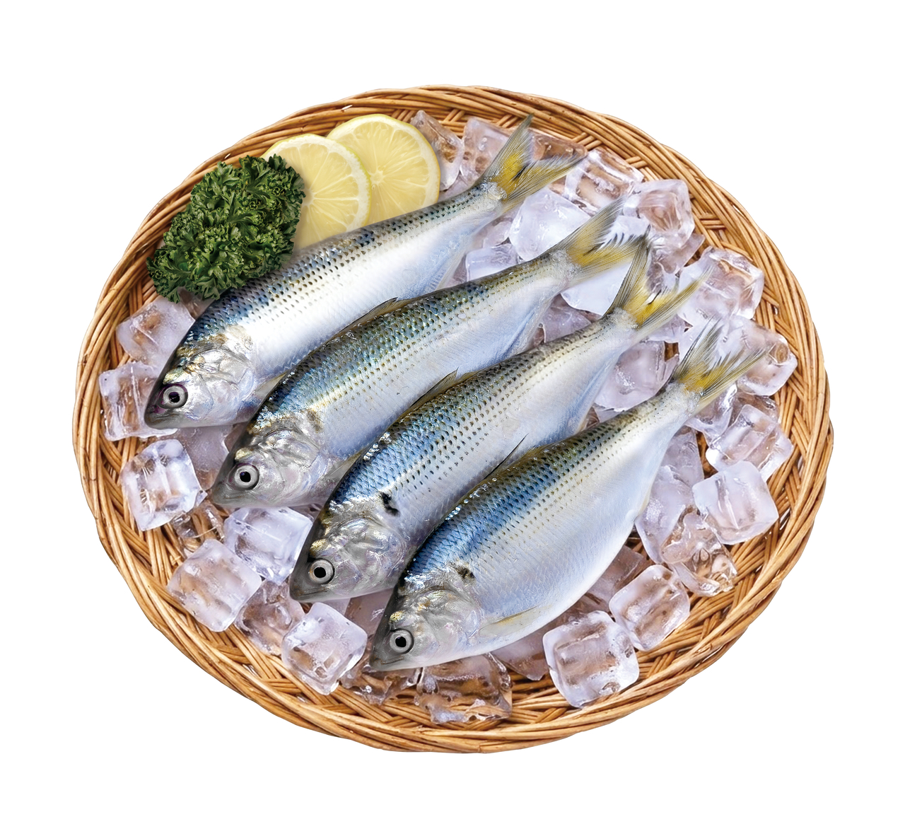 Gizzard shad, named the seafood of the month for September. [Ministry of Oceans and Fisheries]