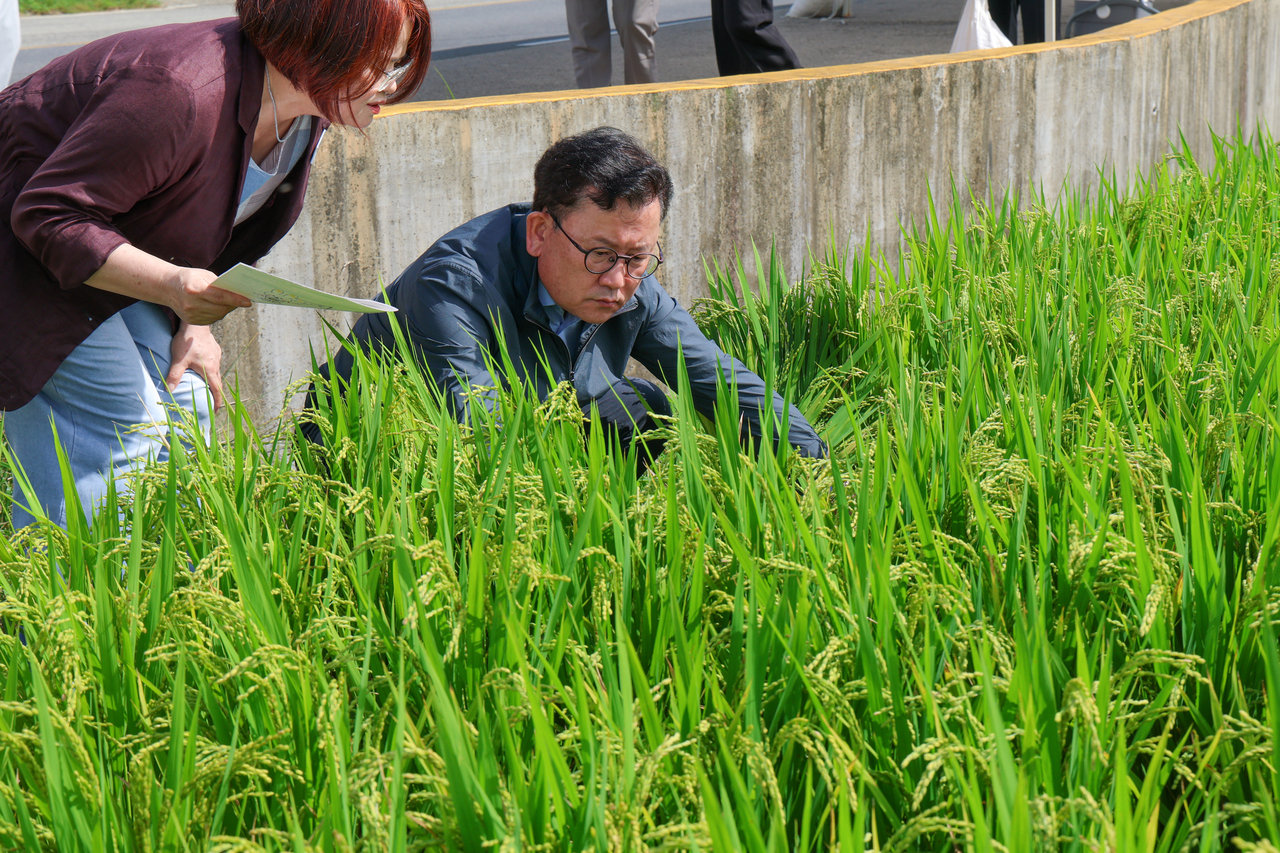 Rural Development Administration Commissioner Lee Seung-don inspects pest monitoring and control conditions at a rice-growing complex in Sangni-myeon, Goseong-gun, South Gyeongsang Province, on Thursday. [Rural Development Administration. Redistribution and DB prohibited]