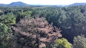 동작구 사당동에 ‘소나무재선충병’ 발생…서울시, 확산 차단 총력
