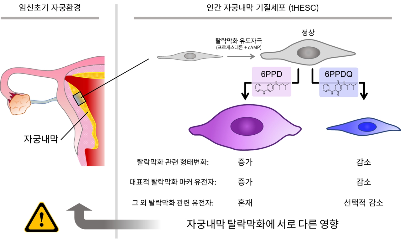 타이어 유래 오염물질 6PPD와 6PPDQ의 자궁내막 탈락막화 영향.[국가독성과학연구소 제공]