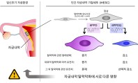 “타이어 오염물질, 인체노출”…‘자궁내 환경’ 교란 위협↑