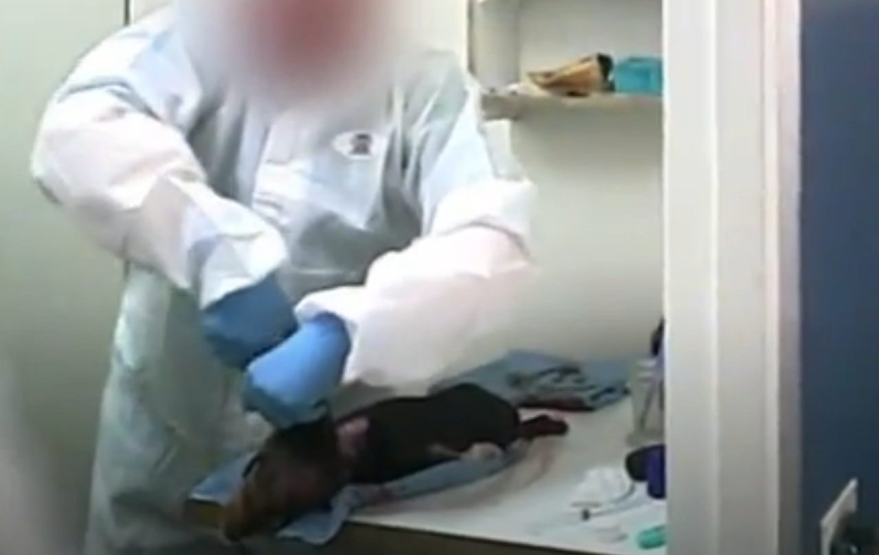 동물실험에 동원된 비글.[Cruelty Free 홈페이지 갈무리]