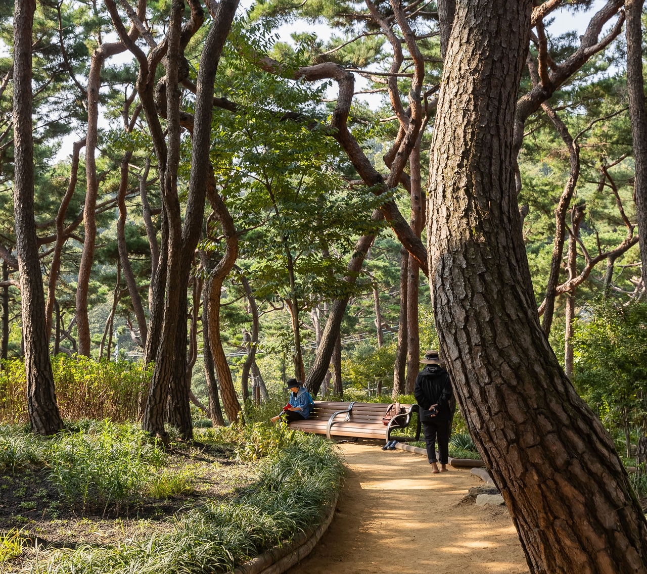 Achasan forest