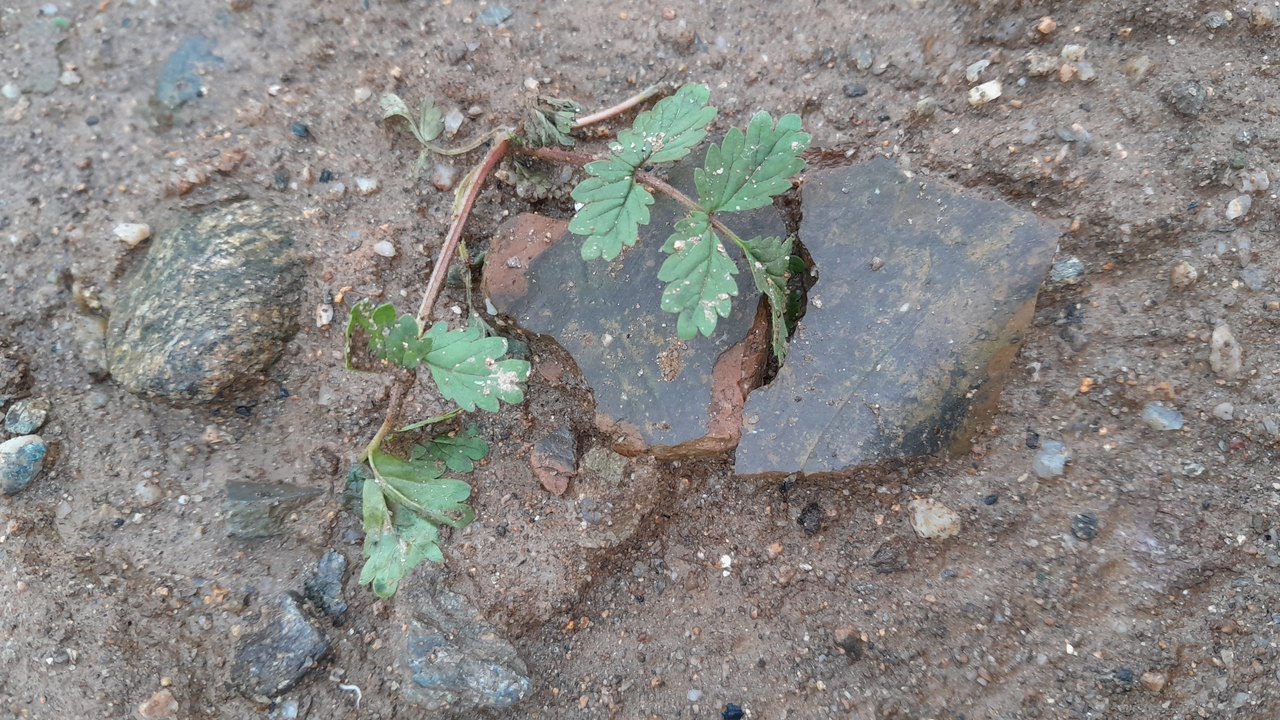 Suspected buried cultural heritage objects found at the construction site of the new Gangwon Provincial Office building in Goeun-ri, Chuncheon