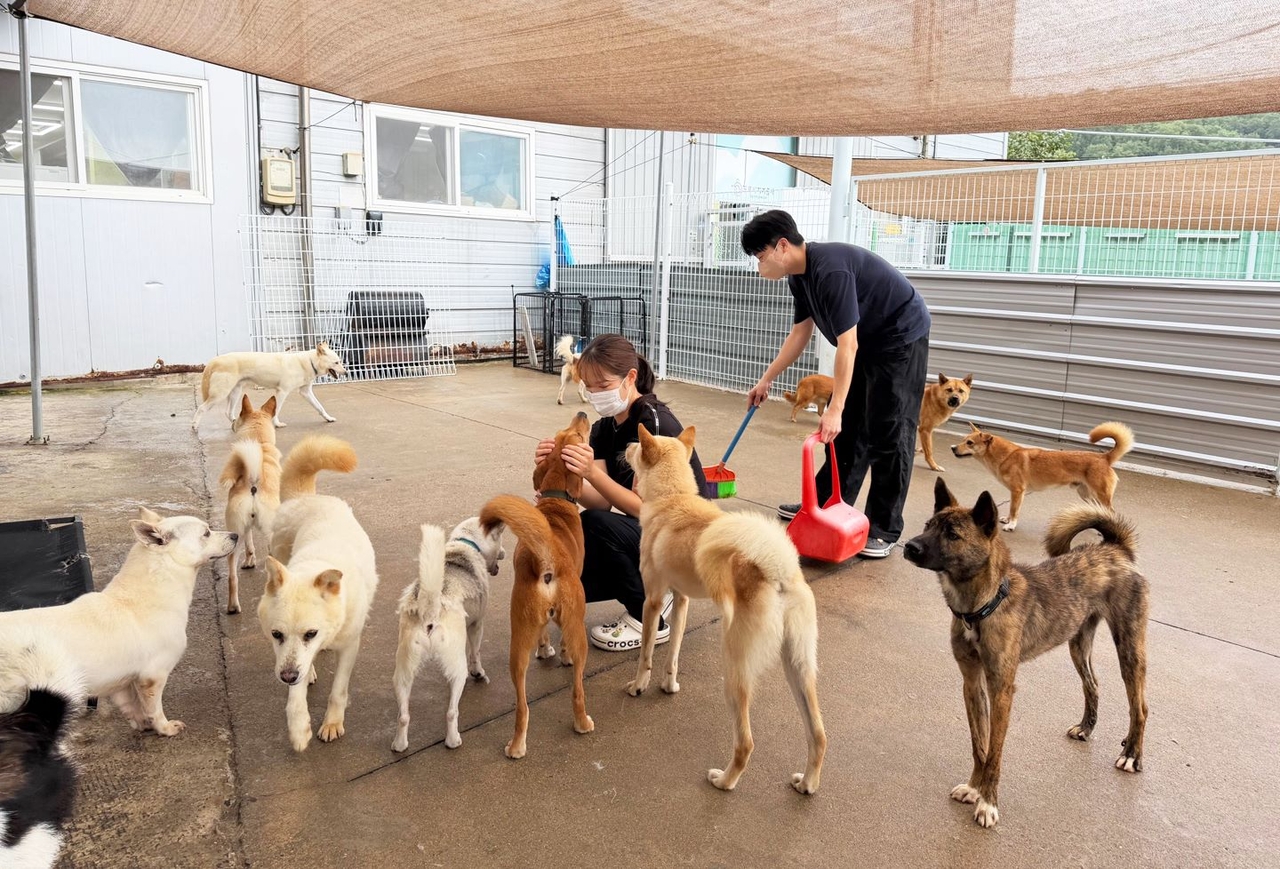 Employees from T'way Air's volunteer club clean kennels and tidy the surrounding grounds at an Incheon stray dog shelter. [T'way Air]