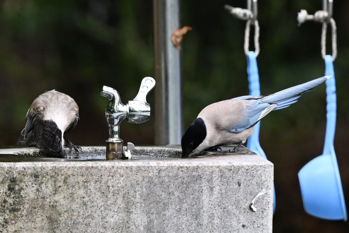 Birds drink from a drinking fountain in Seogu, Jeonnam-Gwangju Special Metropolitan City, on July 14. (Newsis)