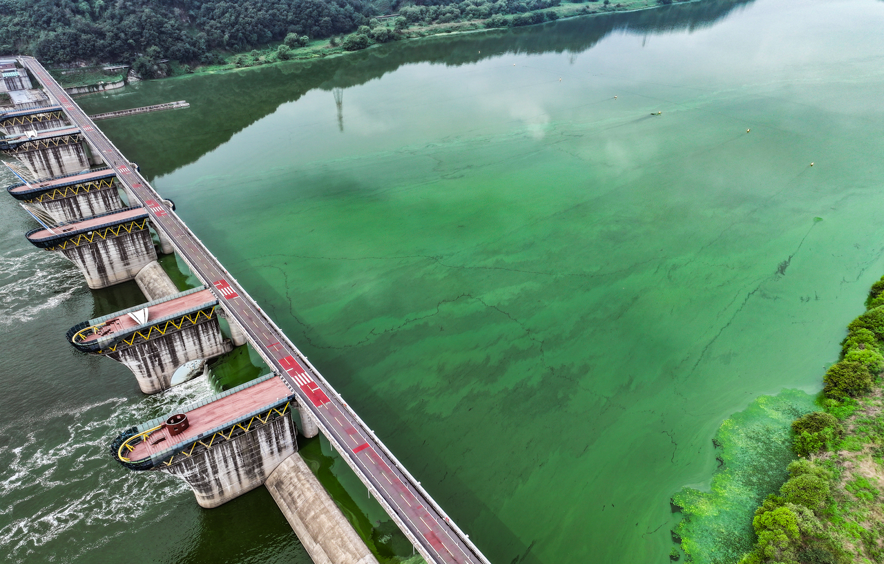 Algae blooms are seen in the Nakdong River in Daegu on Aug. 21 amid hot weather. (Yonhap)