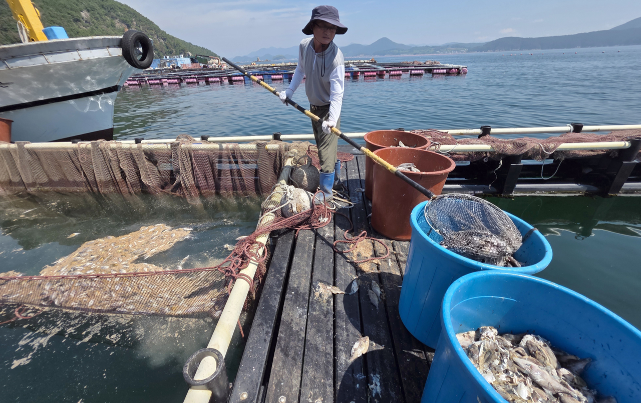 A fisherman collects filefish that died from high water temperatures at a cage fish farm off Sanyang-eup in Tongyeong, South Gyeongsang Province, on Aug. 26. [Yonhap]