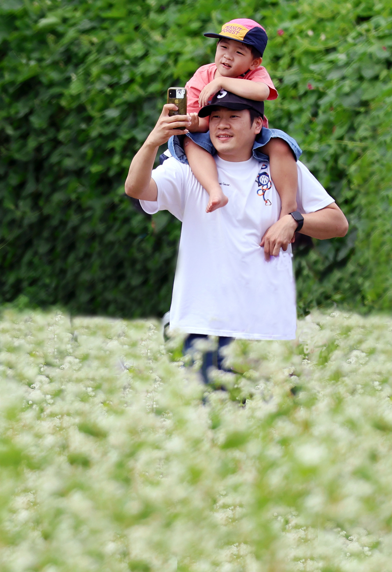 A father walks through a buckwheat field with his son on his shoulders during the 2026 Hyoseok Cultural Festival in Pyeongchang, Gangwon Province, Sunday. (Yonhap)