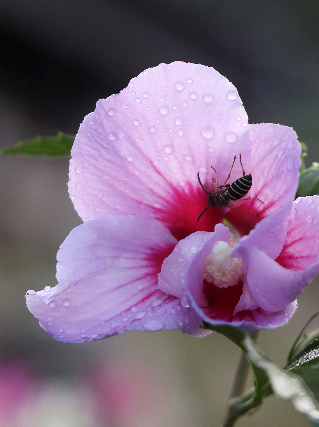 Dewdrops form on a rose of Sharon along a rural road in Pyeongchang, Gangwon Province, on Sunday, a day before "baengno," a traditional seasonal marker signaling the start of autumn. (Yonhap)