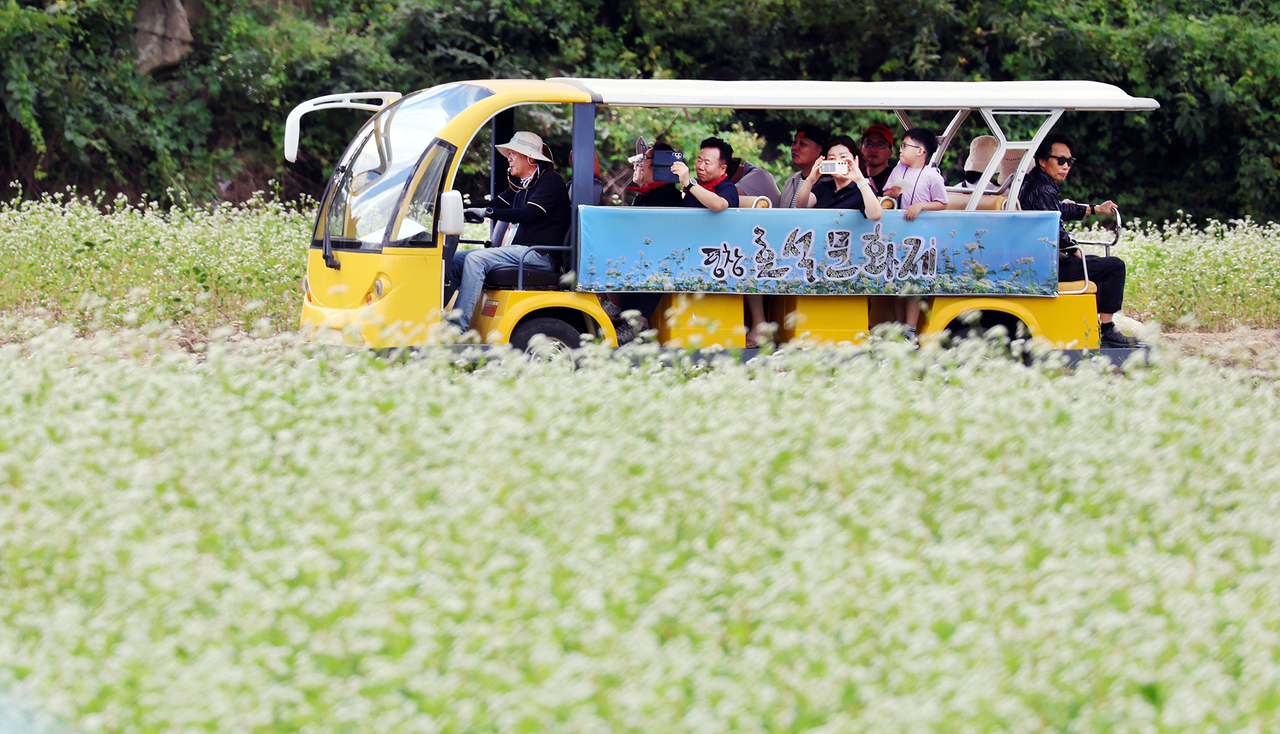 Visitors enjoy the early autumn scenery aboard a sightseeing train running through a buckwheat field at the 2026 Hyoseok Cultural Festival in Pyeongchang, Gangwon Province, Sunday. (Yonhap)