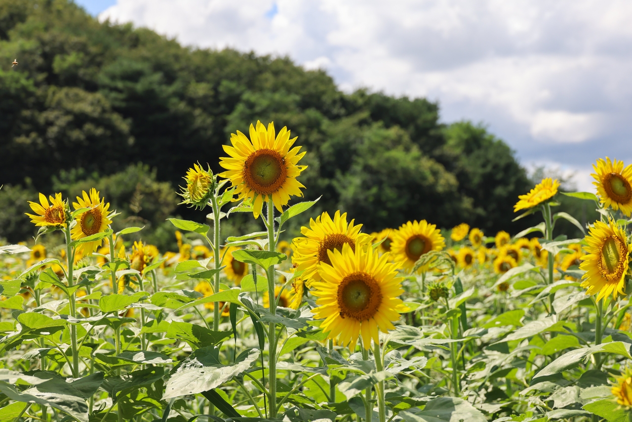 Sunflowers bloom in full across 8,000 square meters in Yangyang
