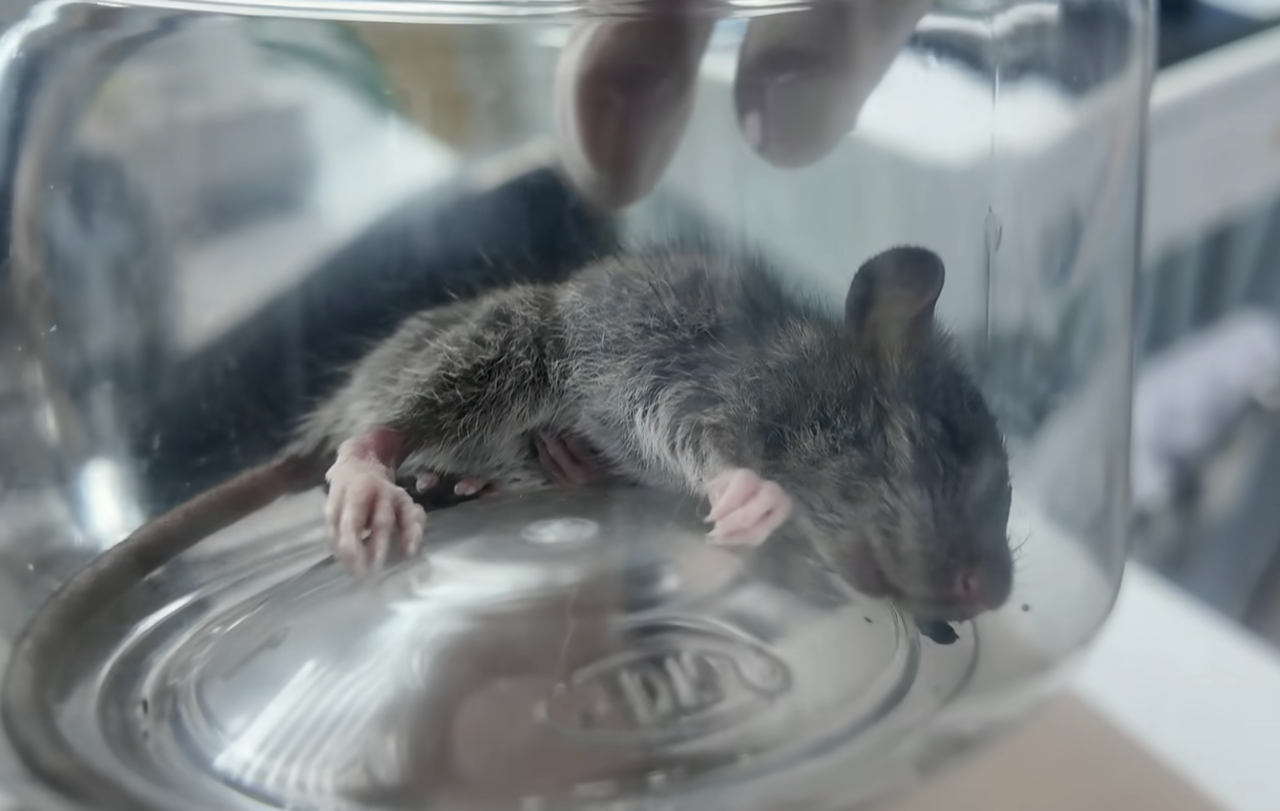 A mouse receives treatment at an animal clinic on July 19. (YouTube @donghang365)
