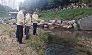 “하천이 왜 이 지경까지”… 부천 베르네천 물고기 떼죽음