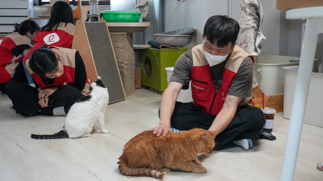 롯데글로벌로지스 임직원이 9일 유기묘 보호소인 ‘길냥이와 동고동락’에서 봉사활동을 하고 있다. [롯데글로벌로지스 제공]