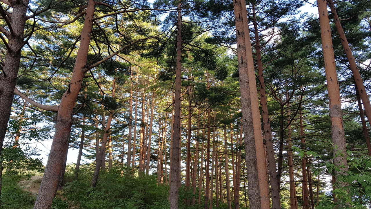울진 금강송 소나무숲 전경.[울진군 제공]