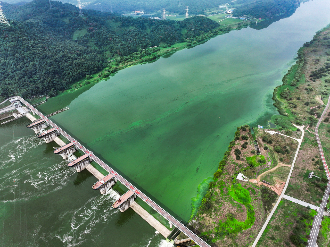 Algae blooms are visible on the Nakdong River near Dalseong Weir in Dalseong-gun, Daegu. (Yonhap)