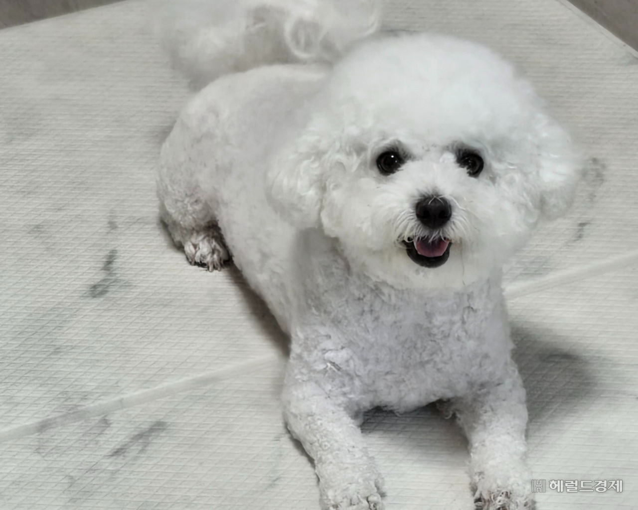 강아지. 장윤우 기자