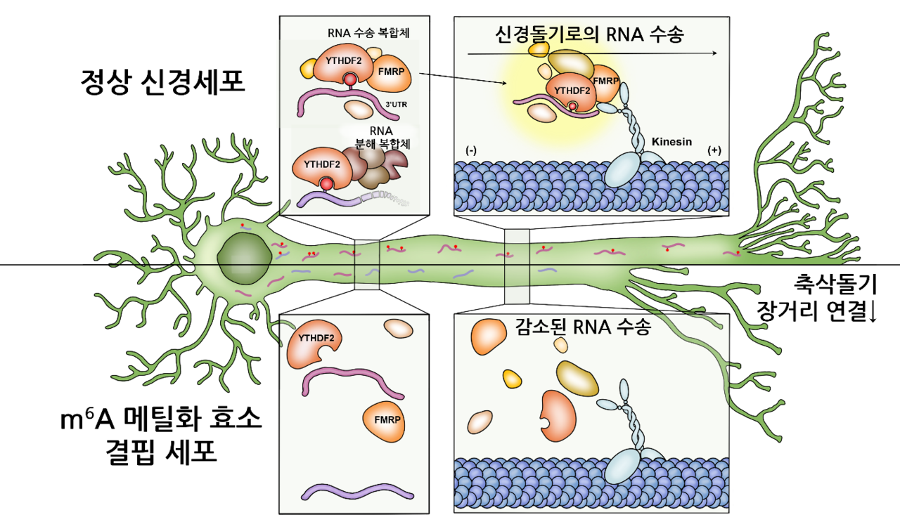 A diagram illustrating the molecular mechanism by which m6A RNA methylation promotes RNA transport and axonal connectivity within neurons. [KAIST]