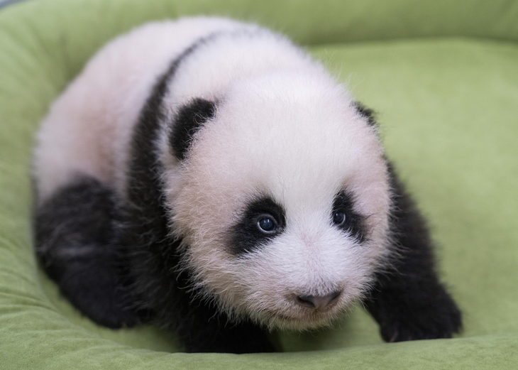 Female panda cub born on June 3 at Korea's largest theme park, Everland (Everland)