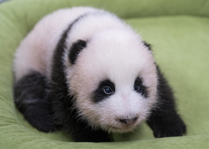 Votes have been counted. Baby panda's name is Shu Bao 투표 끝났다…아기 판다 이름은 ‘슈바오’