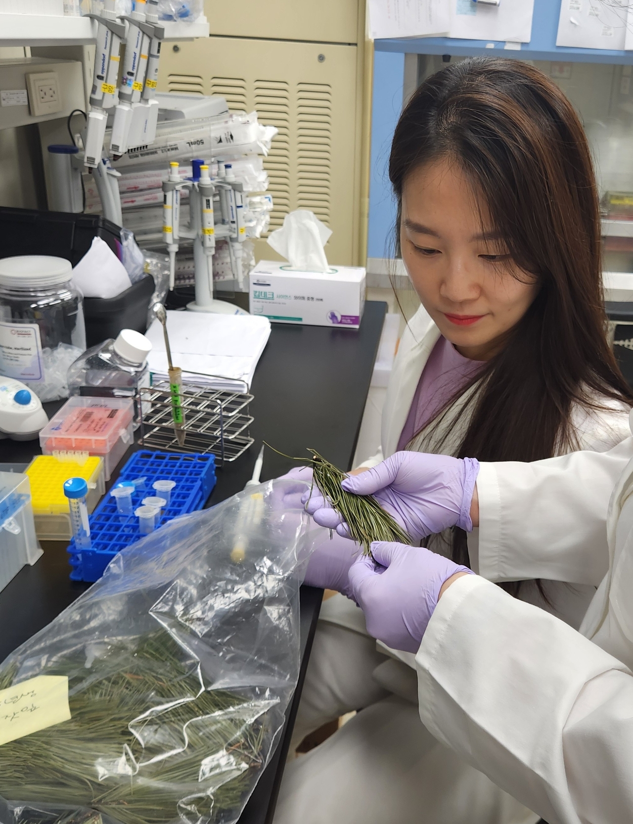 Lee Bo-ram, a researcher at the Korea Institute of Oriental Medicine, examines Korean pine needles. [Korea Institute of Oriental Medicine]