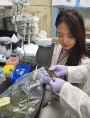 Discarded pine needles could be key to fighting muscle fatigue, study finds