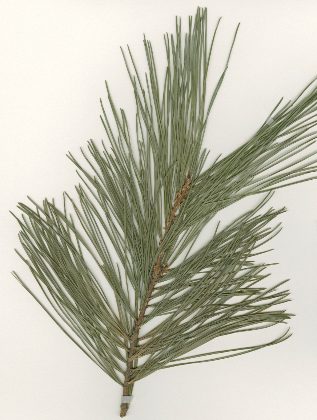Korean pine needles. [Herbal Medicine Resources Research Center]