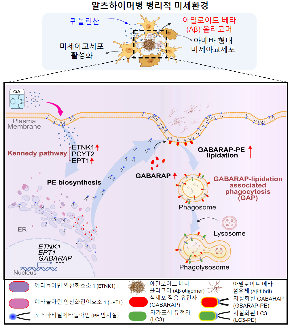 The study demonstrates that activating GABARAP-mediated phagocytosis (GAP) through regulation of the phospholipid synthesis pathway in microglia is a key mechanism for effectively clearing amyloid beta (Aβ) from the Alzheimer's brain. [Provided by KIST]