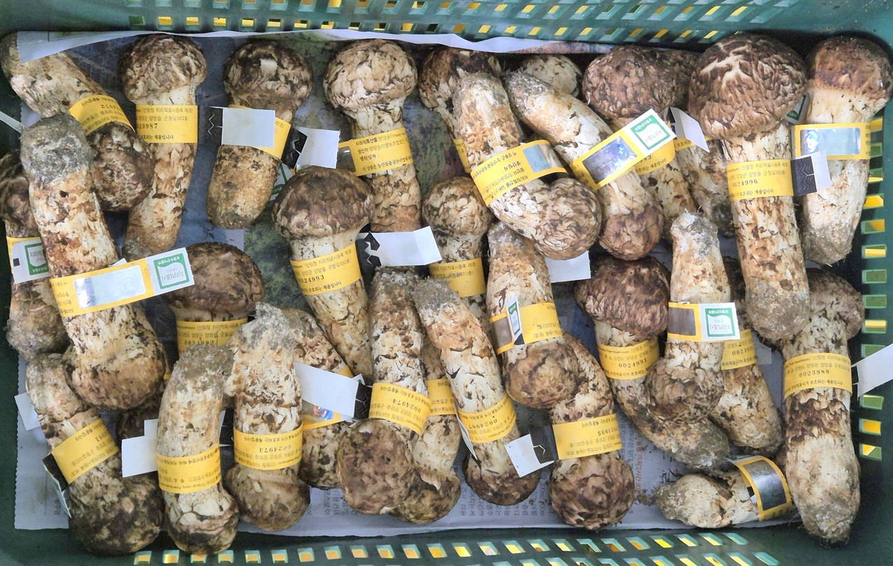Yangyang pine mushrooms, certified by the state as a premium forest product