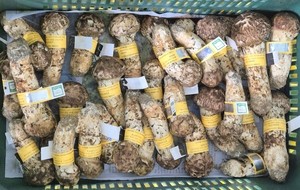 Yangyang pine mushrooms, Yanggu apples among Gangwon's finest heading to market ahead of Chuseok