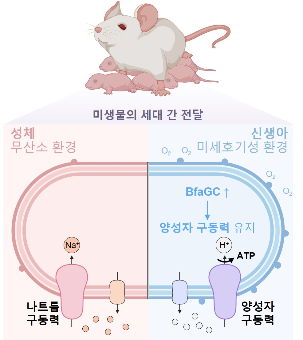 신생아 장의 산소 환경에서 BfaGC가 양성자 구동력을 유지해 B. fragilis의 초기 정착을 돕는 과정을 나타낸 모식도.[하버드대학교 제공]
