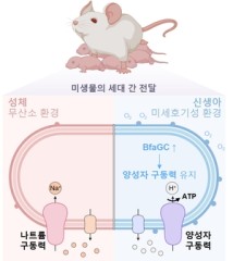 Korean researchers uncover how beneficial maternal bacteria colonize newborn gut