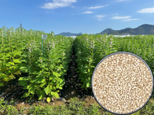 New sesame varieties pack triple the antioxidants, targeting premium oil market