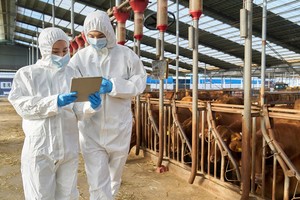 S. Korea tightens winter livestock disease controls as overseas AI cases double, new FMD strain emerges in China