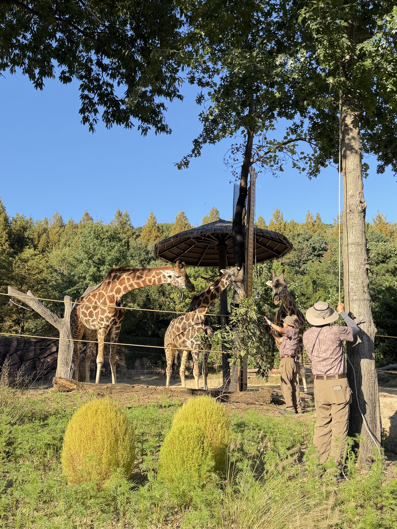 Giraffe in Wild Savanna Expedition (Hong Yoo/The Korea Herald)