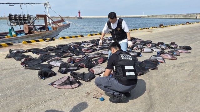 해경 수사관들이 포항 앞바다에 대기 중이던 어선에서 압수한 고래고기 89자루(1마리 분량)를 확인하고 있다.[포항해양경찰서 제공]