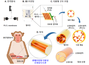 Korean researchers revive severed nerves with artificial neural conduit, restoring finger movement in primates