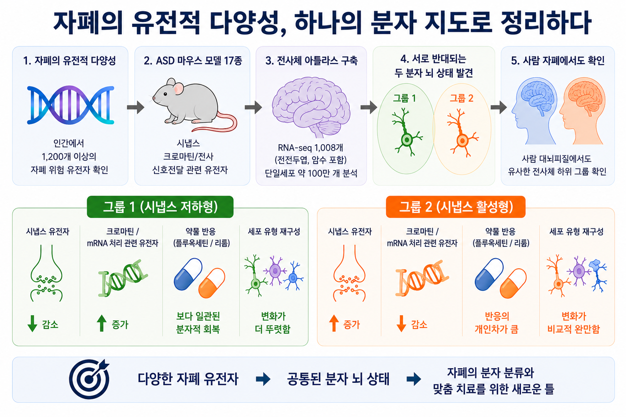 자폐 위험 유전자 생쥐 모델에서 나타난 두 가지 상반된 분자적 뇌 상태.[과기정통부 제공]