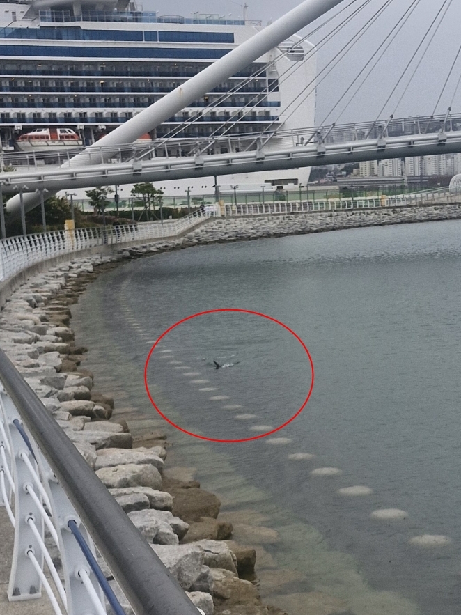 A shark is spotted near the shore at a waterfront park in Busan on Friday (Busan Coast Guard)