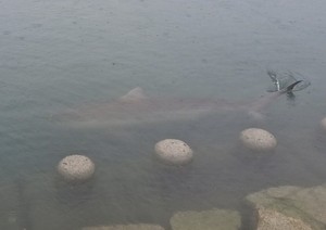 Shark spotted near Busan's Bukgang waterfront park