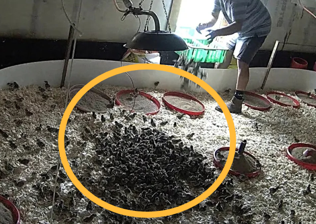 영국의 한 사냥용 조류 사육시설에서 갓 부화한 꿩 새끼들이 운반용 상자에서 사육 공간으로 옮겨지고 있는 모습.[프로텍트 더 와일드 홈페이지 갈무리]