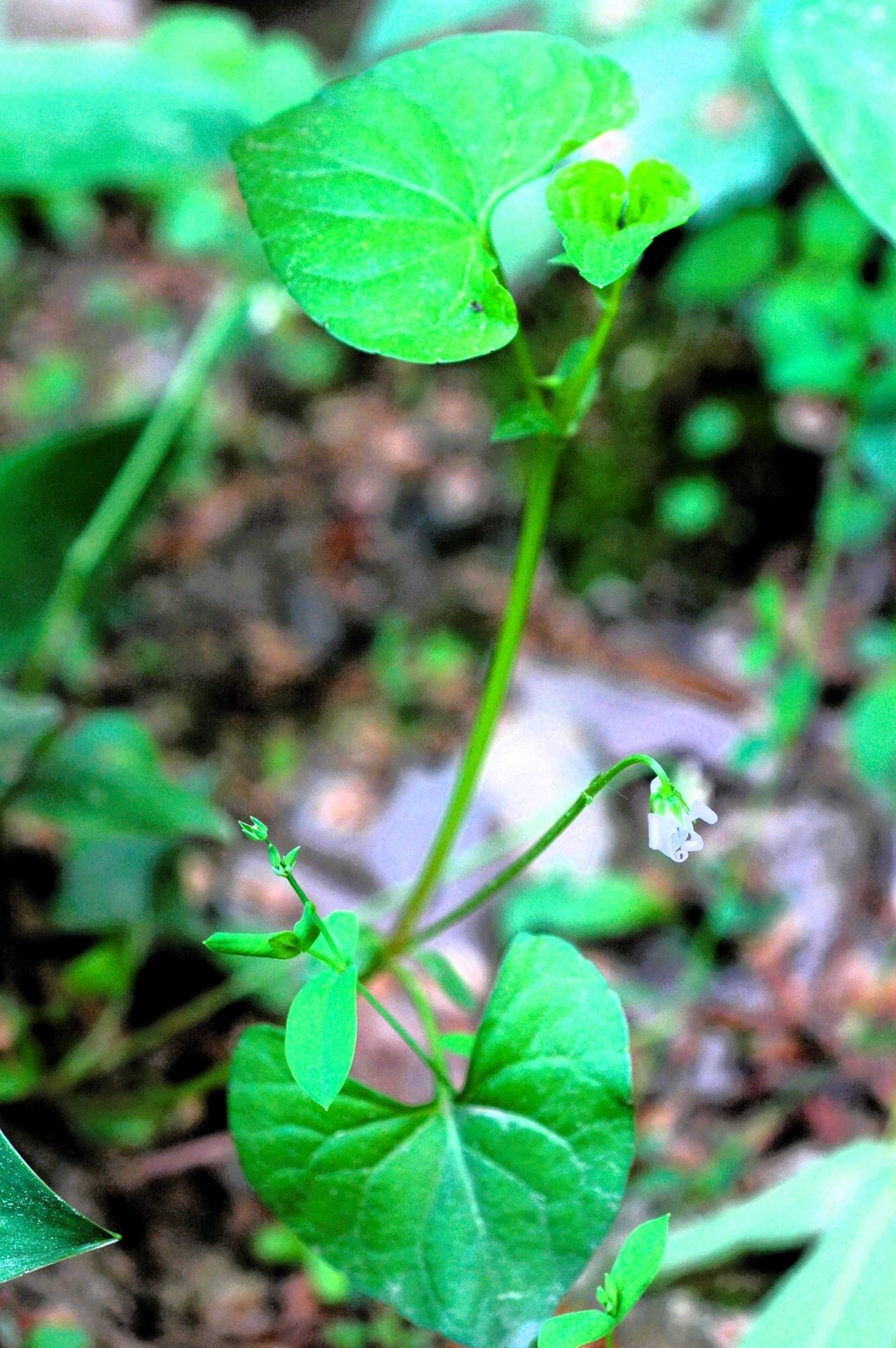 [Provided by the National Nakdong River Biological Resources Center]